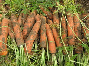 胡萝卜优质高产种植管理技术,胡萝卜要是没出苗天天浇水好吗