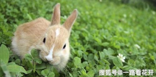 兔子为啥不吃窝边草 终于知道是啥原因了