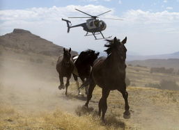 Pilot a helicopter to herd horses 