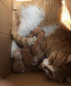 华懋宠物医院 流浪猫在家门口生了一窝,网友好心全都抱回家,结果2月后
