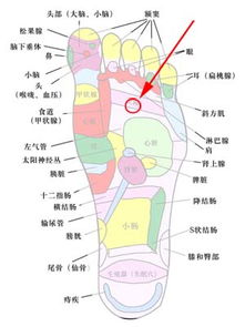 脚底 长痣的含义 