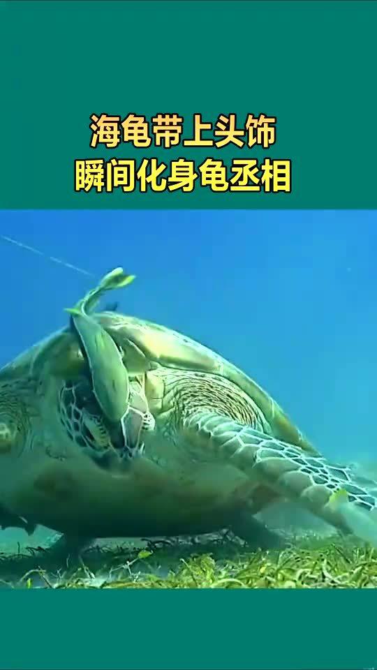 海龟带上头饰,瞬间化身龟丞相 