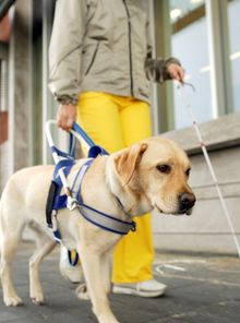 导盲犬一般是什么品种 怎么训练的 