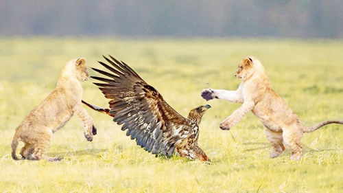 老鹰偷袭狮子 反遭秒杀,老鹰 大意了 