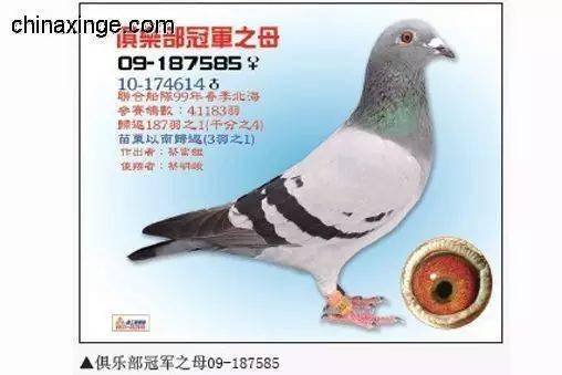 这个台湾鸽舍赢了这么多冠军,这么多奖金,看看他的养鸽艺术和比赛手段