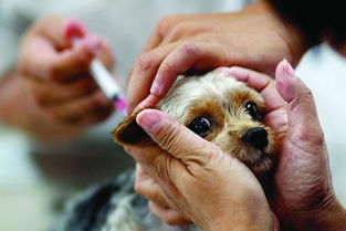 武汉狂犬疫苗价格2019 狂犬疫苗怎么打打几针