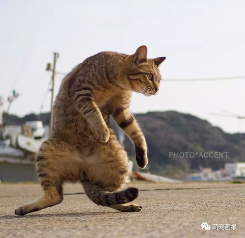 论抓拍猫咪的动作,我只服这个日本摄影师 