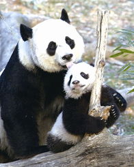 赴美大熊猫生下 小女生 生父是其 老相好 