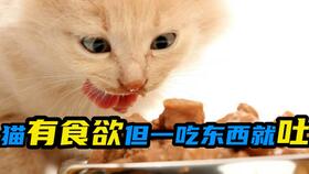 猫吐黄水不吃东西怎么办