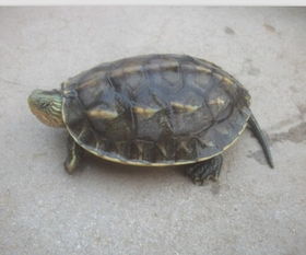 这是什么品种的乌龟 怎么养 能长多大,活多久呢 