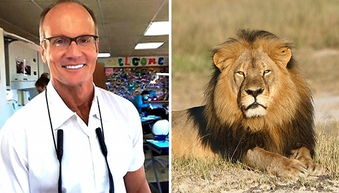 猎杀明星狮子的美国牙医不受起诉 因 手续齐全