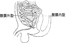 小猫膀胱为什么会破裂（猫膀胱破裂原因和预防措施）