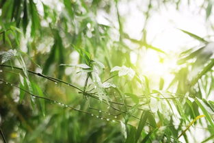 关于春雨和酒的诗句