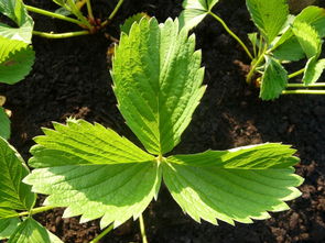 蔬菜种植适应温度（蔬菜育种温度）