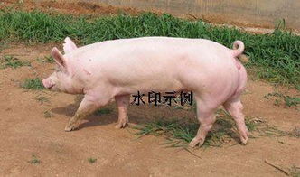 大白母猪与长白母猪哪个繁殖性能好 
