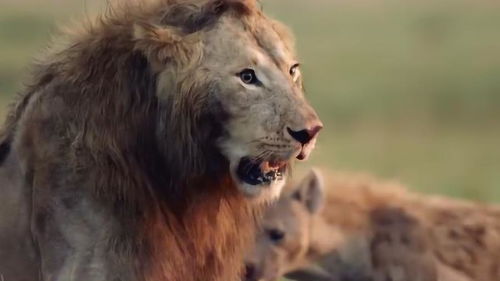 年幼狮子被非洲鬣狗围攻,镜头记录下全过程 