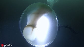 潜水员意外遇见乌贼卵囊 巨大透明球体