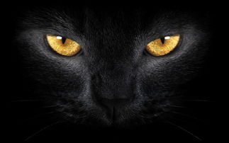 解析黑猫,是不是真的能通灵