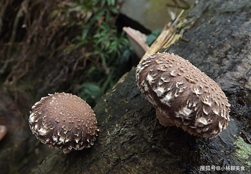 冬天白萝卜和此物一起炖,降三高降内火,健脾祛湿 暖心胃