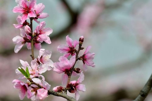 2021年桃花运最好的生肖,恋情增温婚姻美满,看看有没有你