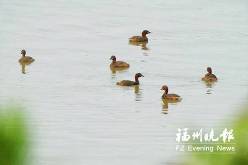 闽江河口湿地来了 长鸡嘴的鸭子