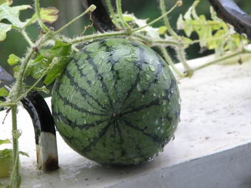 阳台也能种 西瓜 ,春天种 夏天摘瓜,一个个西瓜大又甜