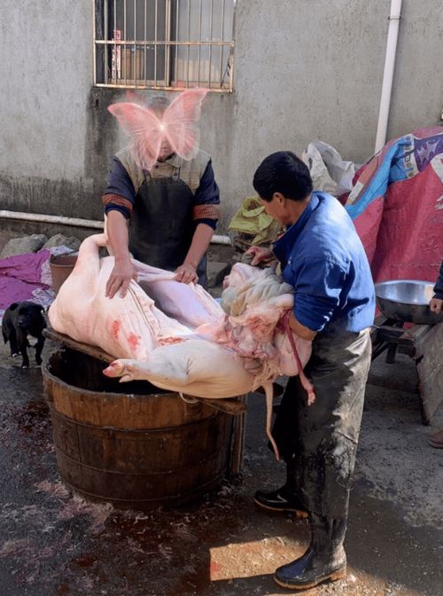 外婆家杀猪了 260多斤的肉 快来吃杀猪饭吧