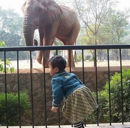 中国评论新闻 动物园大象被游客喂喝雪碧吃矿泉水瓶 
