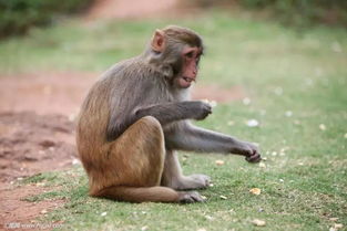 十猴九不全 生肖猴 最命苦 的出生月份是 几月出生最好