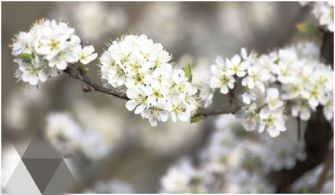 春天开白花的灌木图片,带名字 