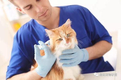 还在担心猫咪疫苗后不良反应 不知道这个你就OUT了