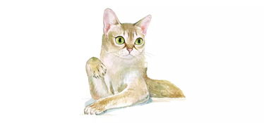新加坡猫的体型为什么这么小 那是早年生活太苦了好吗丨喵星球 