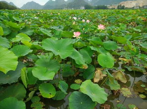 荷花池怎么弄好看(荷花池怎么做出来)(荷花池施工方案做法)