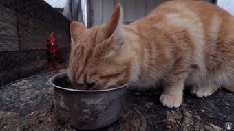 吃鸡粮,住鸡圈,和鸡撒娇,这只橘猫真的以为自己是只鸡啊