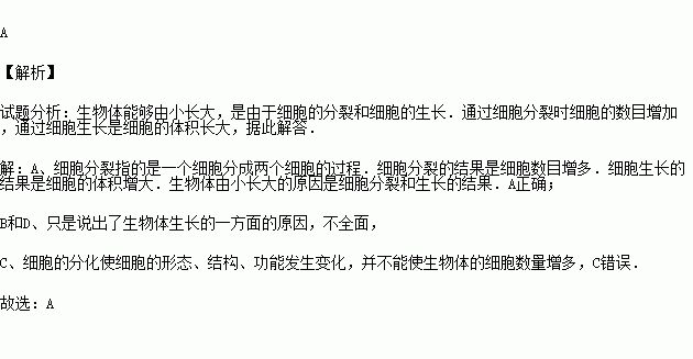 生物体能够由小长大的原因是