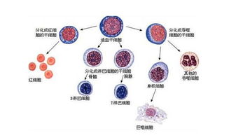 脐带血干细胞保存哪家好？ 具体收费是什么？