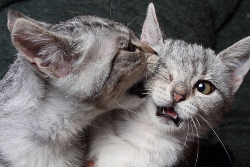 猫咪被抚摸时忽然咬人 从讨厌被抚摸看病情,养猫的人要来看一下