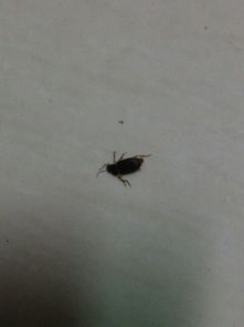 求解这是什么虫子 蟑螂吗 我看像是甲壳虫 