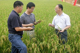 双季稻的高产栽培技术,长江以南地区是我国主要的双季稻产区，双季稻是指哪两种