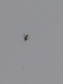 家里出现一种很小的绿色虫子,很多,小小的,是什么虫子