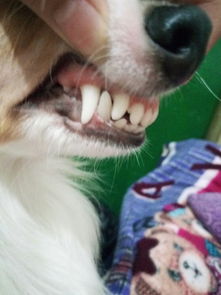我想问问这只狗的牙齿看起来是几个月大呢 再找等,挺急的 