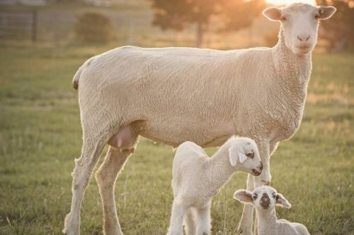 母羊刚生出不久的小羊羔得了感冒,应该怎么治疗 