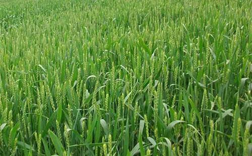 小麦出现早出穗等怪现象,小麦还能高产吗 有什么补救措施吗