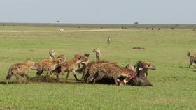 新生黑斑羚被野狗与狮子捕杀