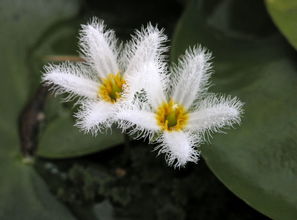 常见双子叶植物 如何判断单子叶和双子叶植物