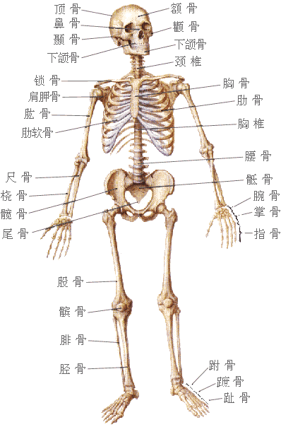 人体骨头哪些是造血的, 哪里是韧带, 哪里是人体中心 