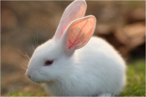 十兔九不全 揭秘75年生肖兔的毕生寿数,过了45岁后什么命