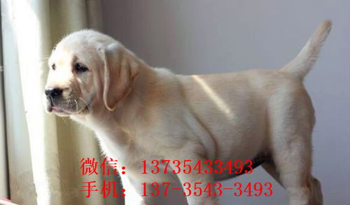 江门犬舍出售宠物狗狗纯种拉布拉多幼犬领养