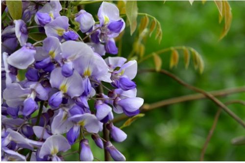 紫藤花什么季节开花花期在几月份,紫藤具体几点开花？