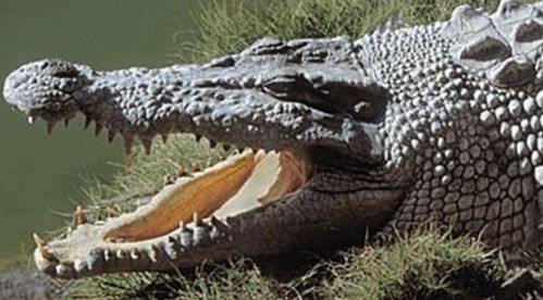澳科学家发现史前鳄鱼新物种 沼泽之王 ,曾在昆州占据食物链的顶端